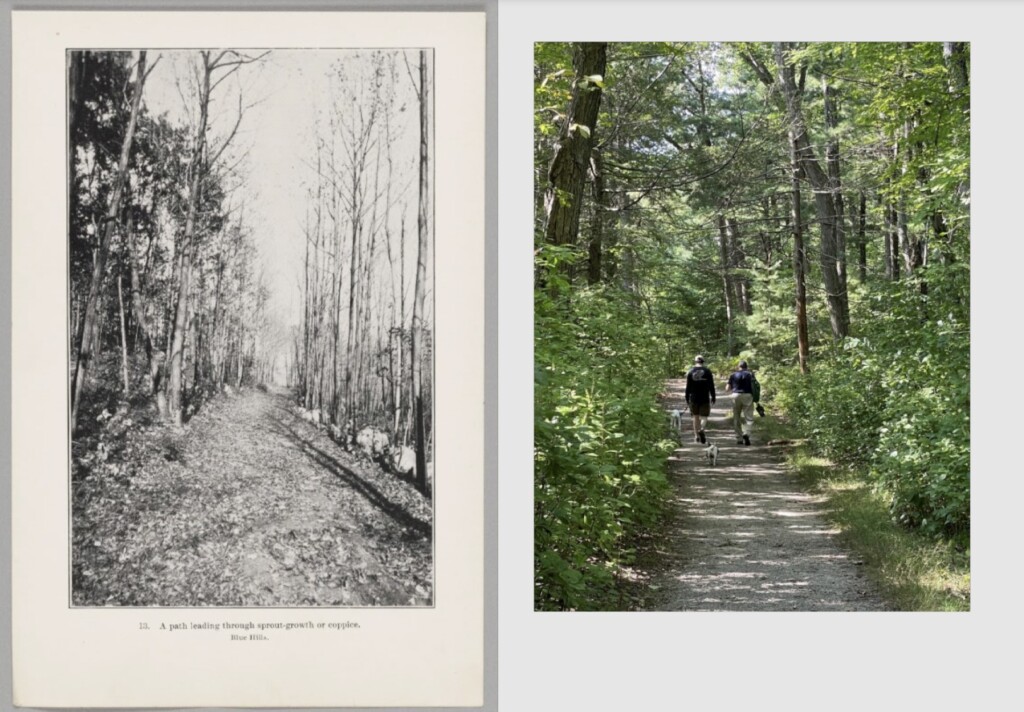 two images of Blue Hills trail, 1896 and present day